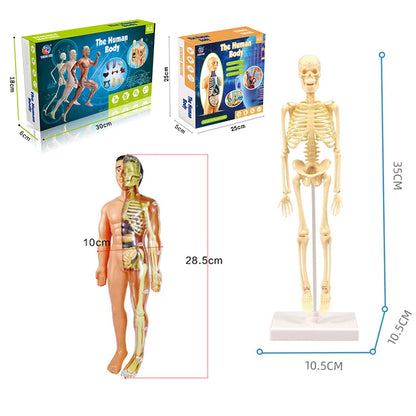 3D Human Body Torso Model - Educational Assembly Kit for Learning About Human Anatomy and Organ Systems for Children