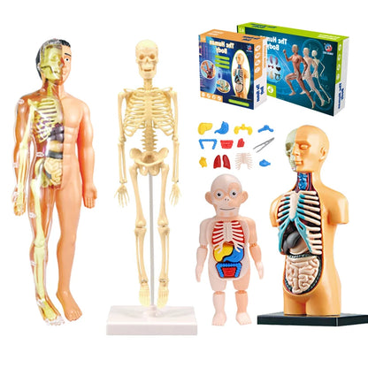 3D Human Body Torso Model - Educational Assembly Kit for Learning About Human Anatomy and Organ Systems for Children