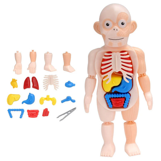 3D Human Body Torso Model - Educational Assembly Kit for Learning About Human Anatomy and Organ Systems for Children